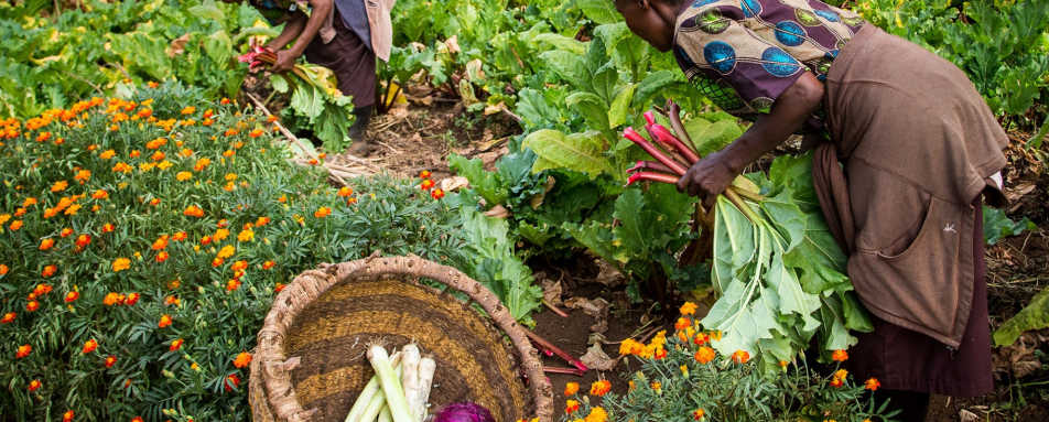 Plantation at Gibbs Farm 