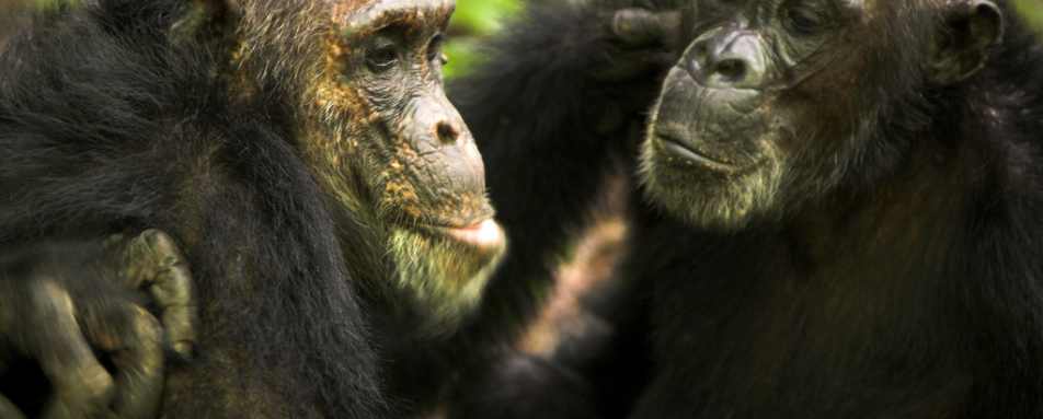 Chimpanzees - Greystoke Mahale