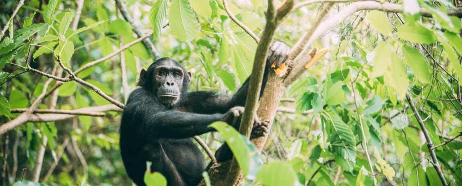 Greystoke Mahale - Chimpanzee 