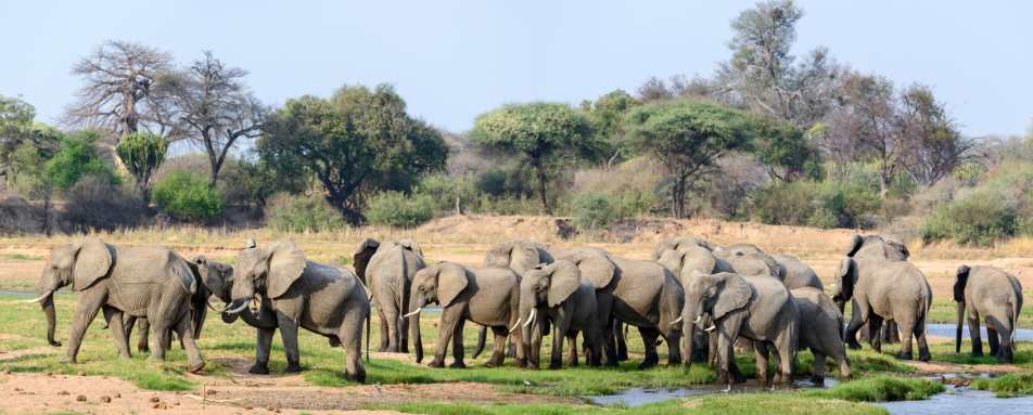 Ruaha elephants - Jabali Ridge