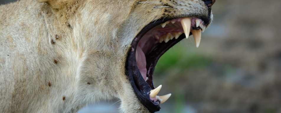 Lioness yawn - Jabali Ridge