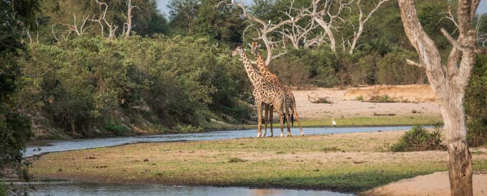 Kiba Point - Giraffes in the Selous 