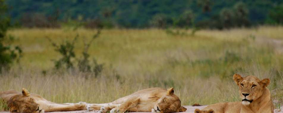 Lion pride - Kigelia Ruaha