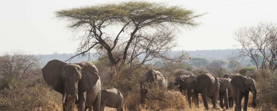 Elephant herd - Kigelia Ruaha