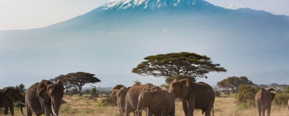 Kilimanjaro - Lemosho Route
