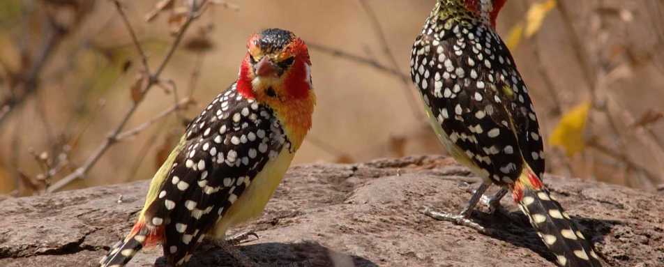 Red-and-yellow barbet - Kuro Tangire