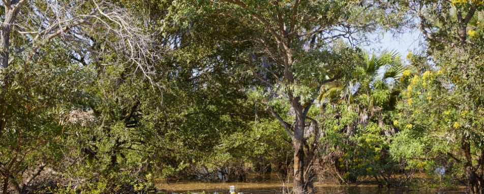 Lunch under the trees 
