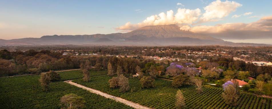 Coffee Plantation - Legendary Lodge