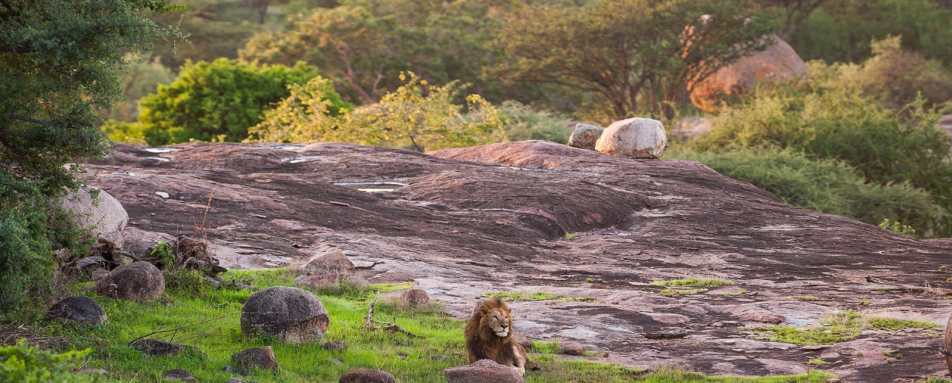 Reserve Safari - Mwiba River Lodge