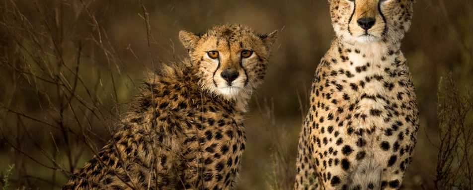 Cheetah at Namiri Plains 