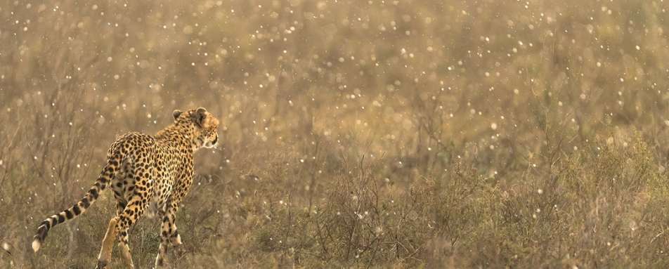 Cheetah at Namiri Plains 