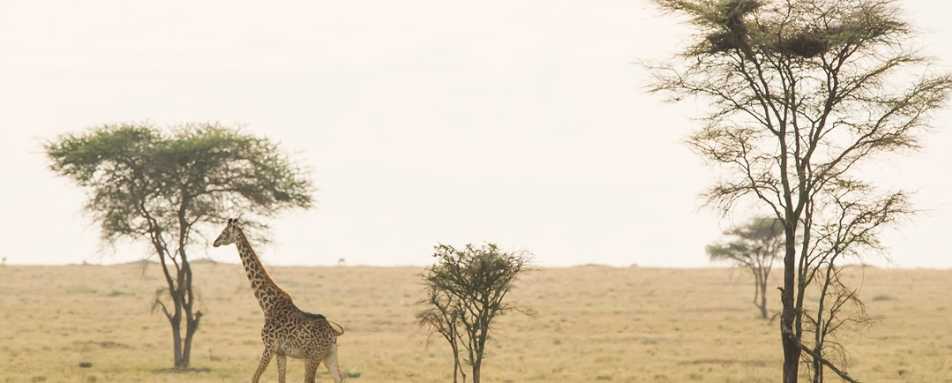 Giraffe at Namiri Plains 