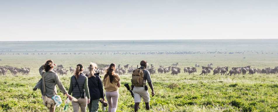 Nyasi walking safari 