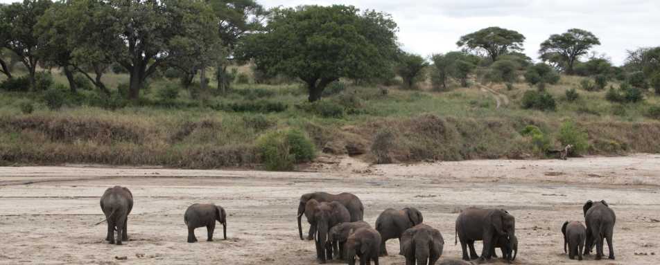 Elephants - Oliver's Camp