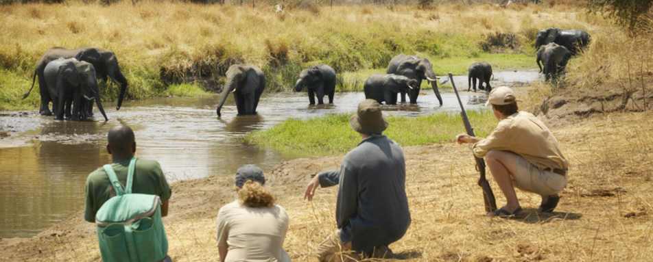 Elephants - Oliver's Camp