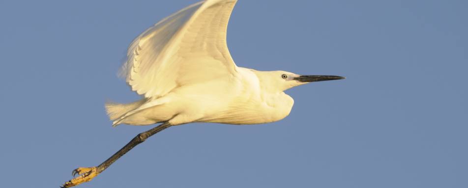 Bird in flight - Roho ya Selous 