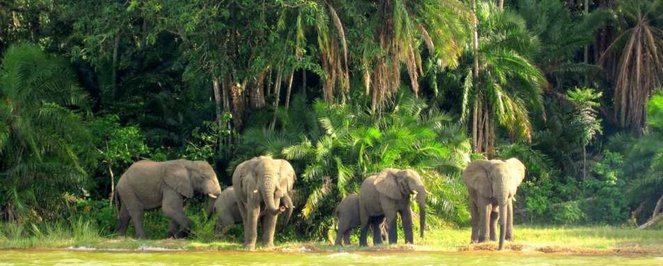 Island Elephants - Rubondo Island Camp
