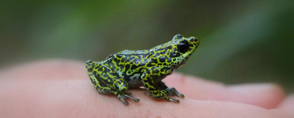 Tree frog - Rubondo Island Lodge