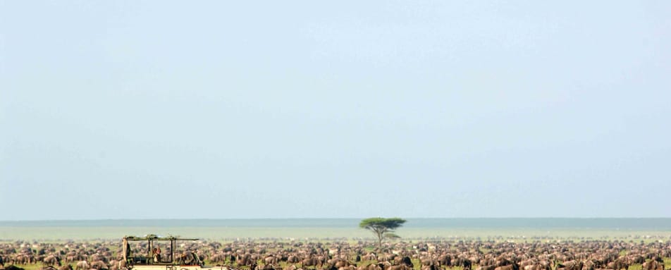 Migration - Serengeti Safari Camp