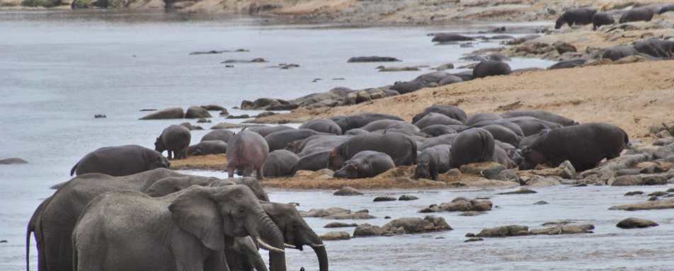 Elephant - Serian's Serengeti North Camp