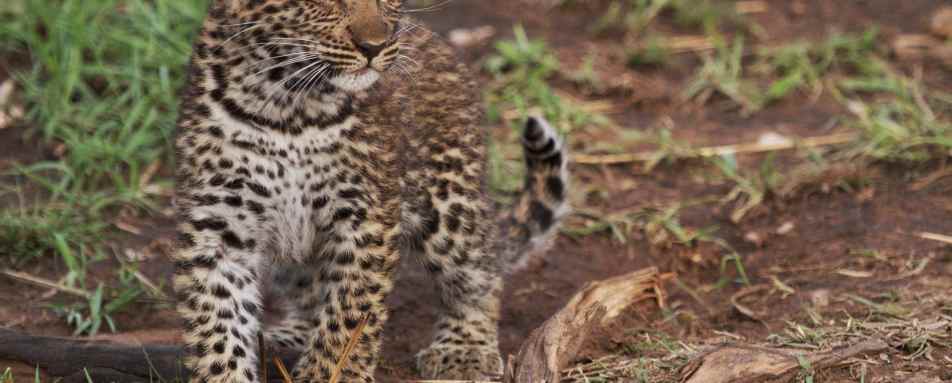 Leopard cub - Serian's Serengeti North Camp