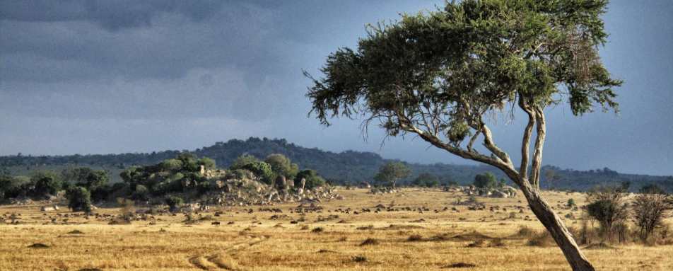 Landscape - Serian's Serengeti North Camp