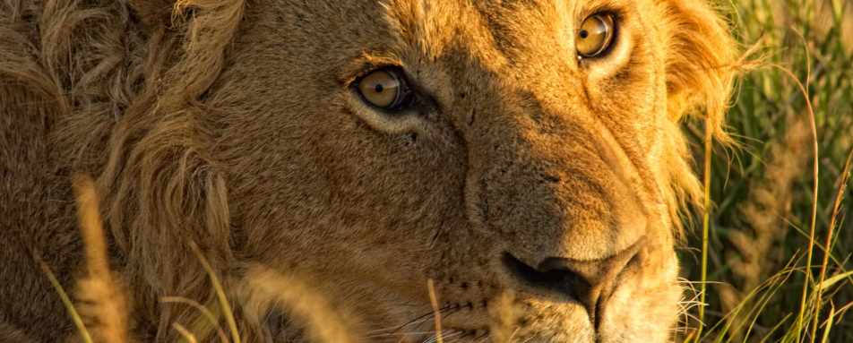 Lion portrait - The Highlands