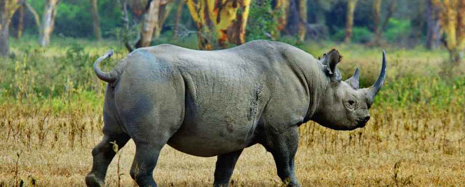 Black rhino - The Highlands
