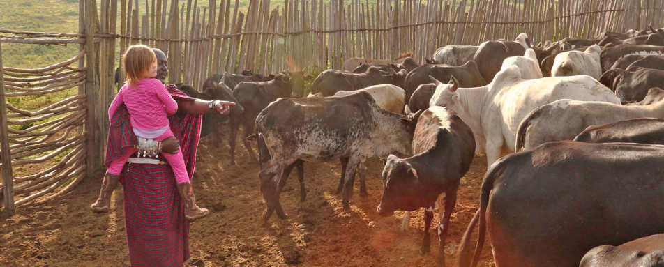 Cattle in boma - The Highlands