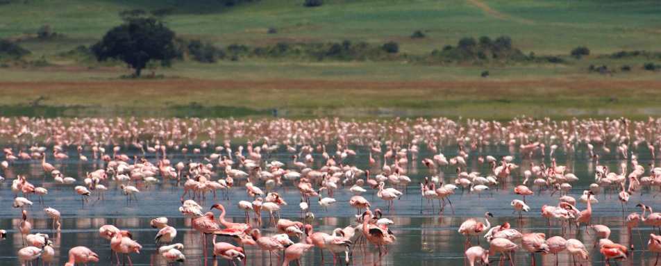 Ngorongoro Crater game drive