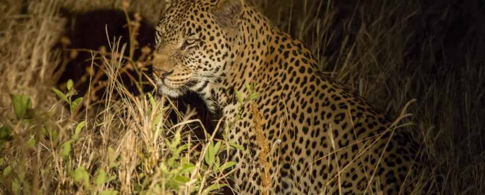 Night Drives in the Tarangire