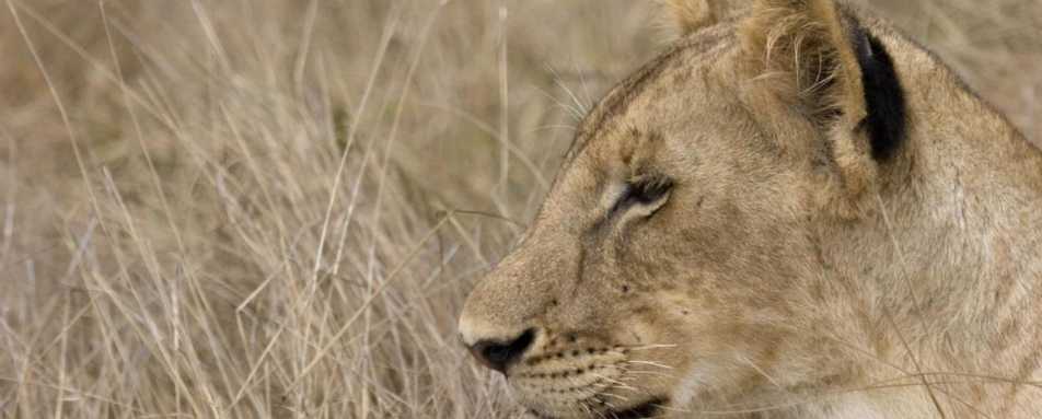 Searching for big cats Ruaha