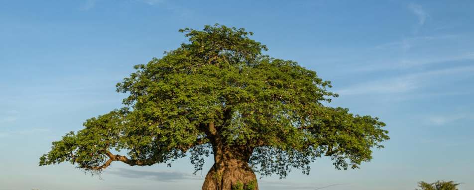 Baobabs in Ruaha 