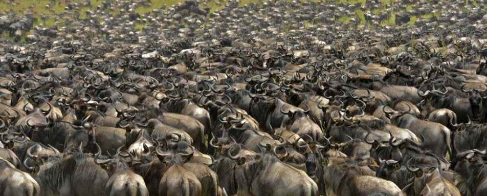 The Great Migration - Highlights of Northern Tanzania