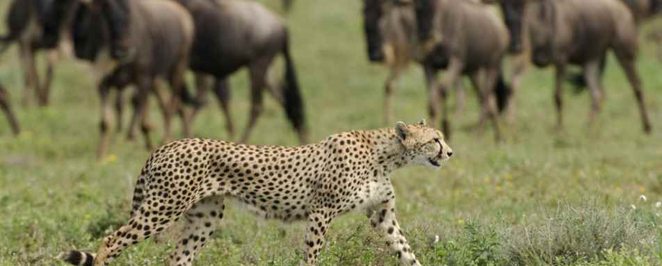 Incredible game in the Serengeti - Highlights of Northern Tanzania