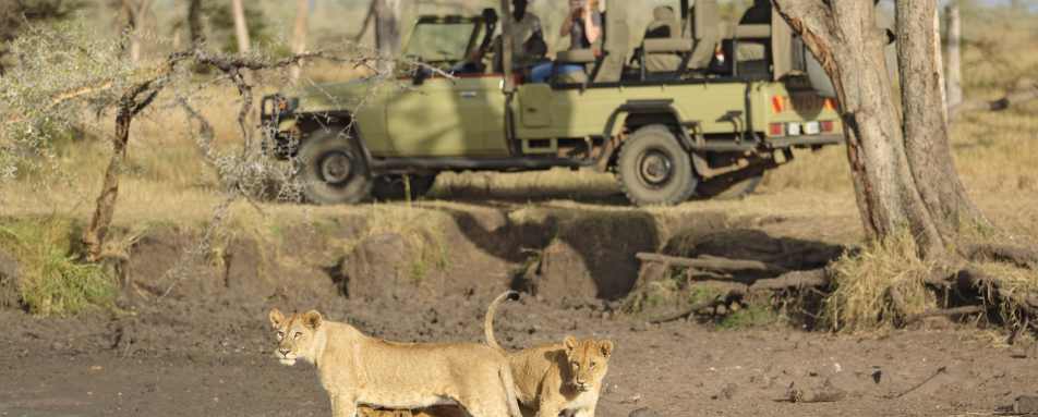 Ubuntu lions on safari 