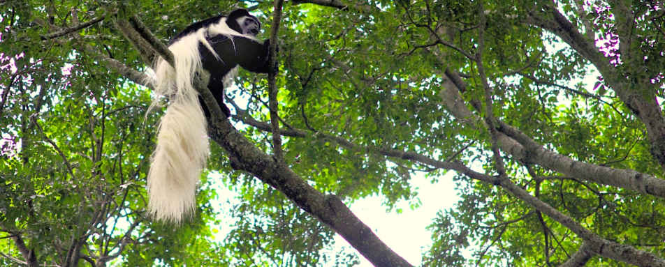 Colobus Monkey at Rubondo island 