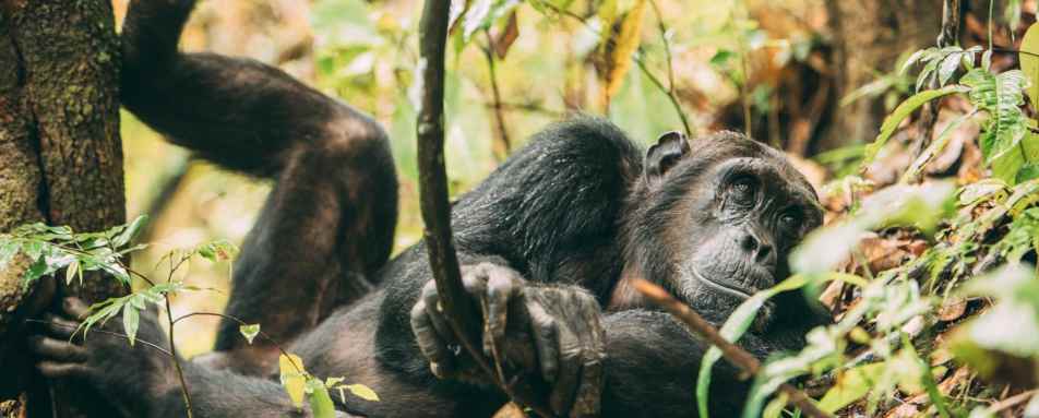 Chimpanzee at Greystoke Mahale  