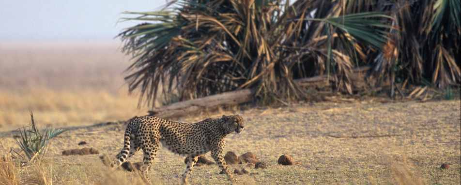 Cheetah at Katavi 