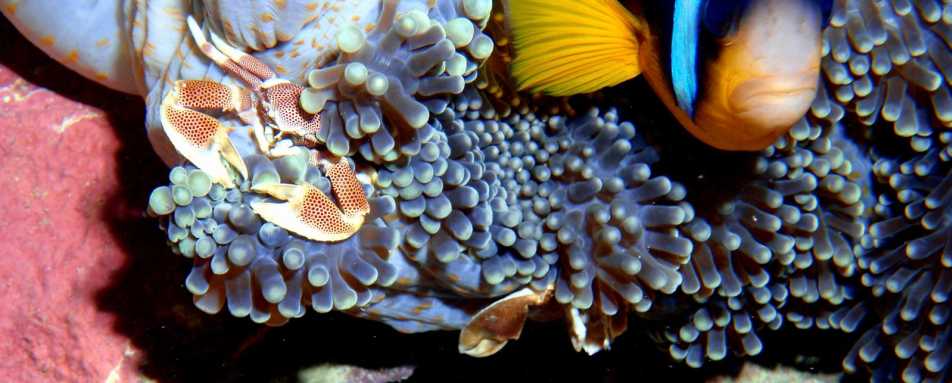Porcelaine Crab, Fundu Lagoon - Original Tazania