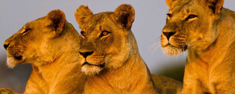 Lionesses - Lakes, Craters and Kopjes