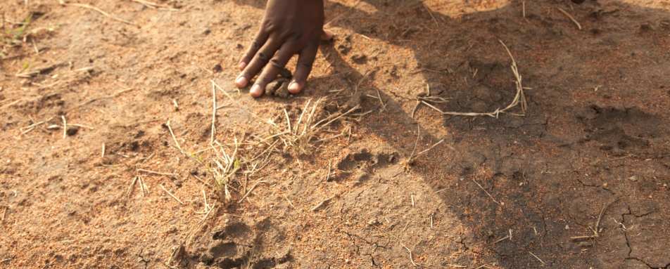 Tracking on Wayo Walking Safari 