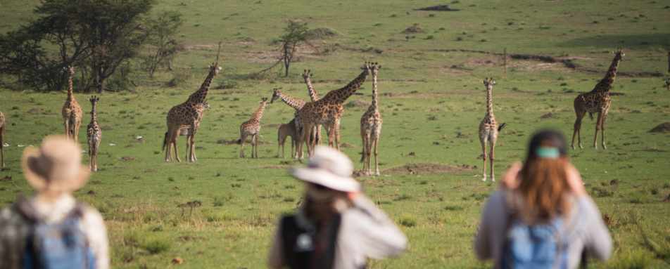 Amimal sightings on foot 