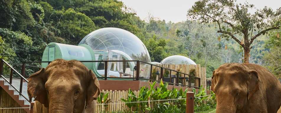 Jungle Bubble and Elephants 