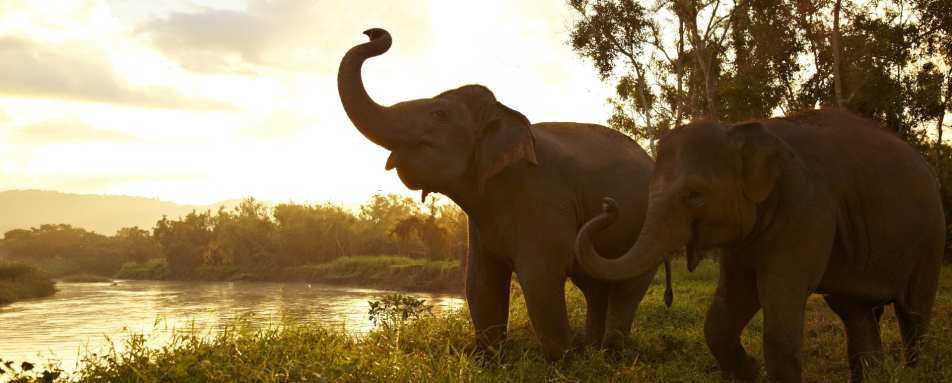 Elephants - Anantara Golden Triangle Elephant Camp & Resort