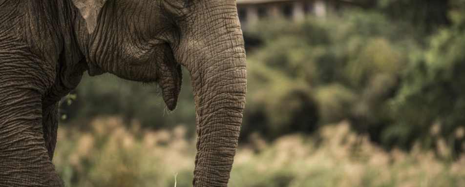 Elephant - Four Seasons Tented Camp Golden Triangle