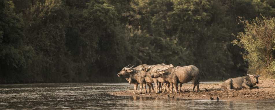 Wildlife - Four Seasons Tented Camp Golden Triangle