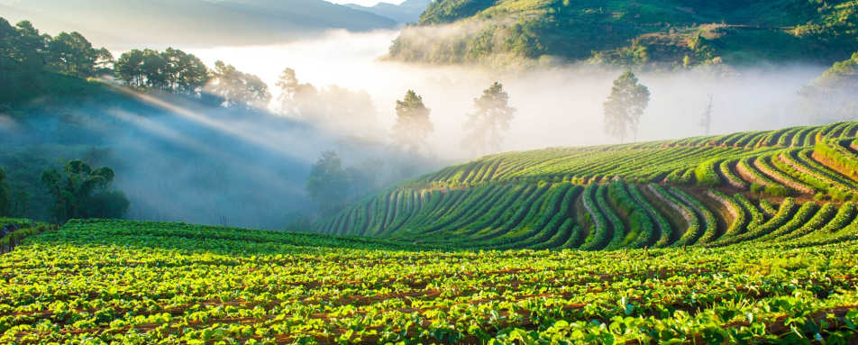 Chiang Mai Fields - Simply Thailand