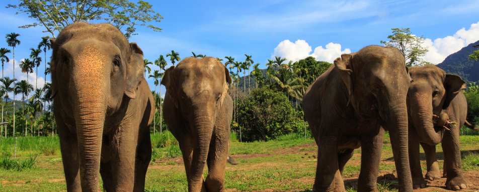 Elephants Thailand 