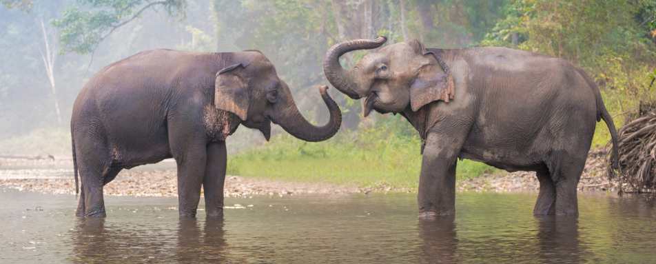 Elephants in Chiang Rai - Highlights of Thailand